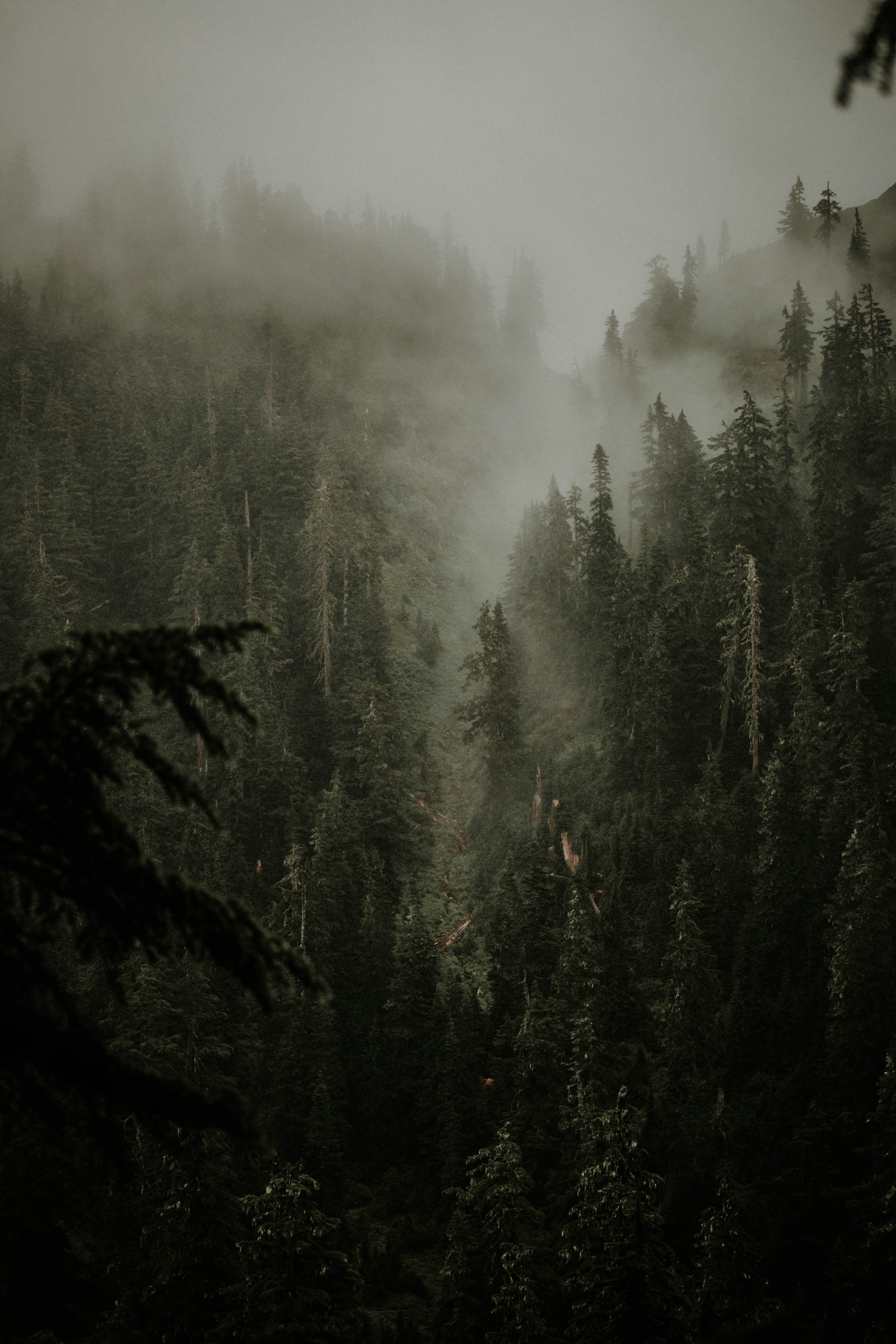 Evergreen trees rising through mist in Washington’s North Cascades